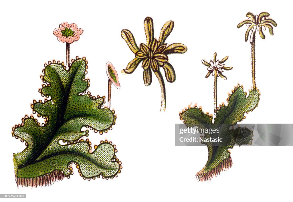 Marchantia polymorpha, ibland kallas den gemensamma Blåsippans eller paraply blåsippor