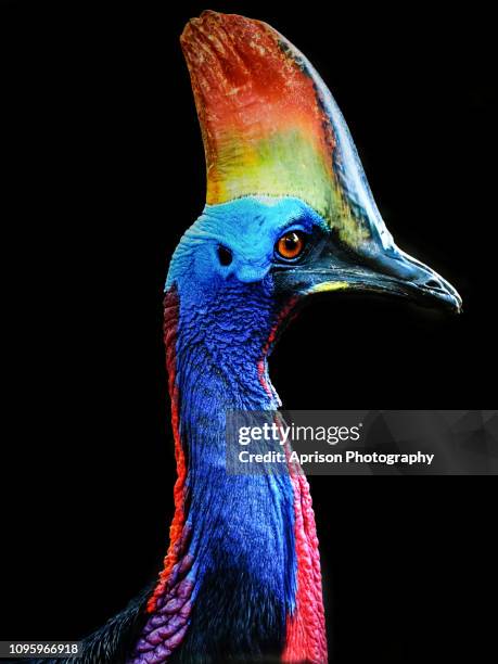 portrait of cassowary - birds indonesia stock pictures, royalty-free photos & images