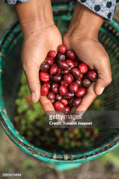indonesia, farmer holding freshly organic coffee beans, red coffee cherries, raw berries coffee beans - plantation de café stockfoto's en -beelden