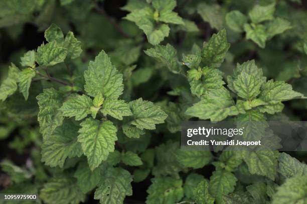 patchouli leaf (pogostemon cablin) - patchouli stock pictures, royalty-free photos & images