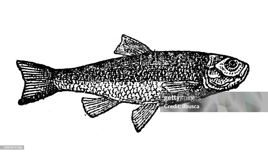 Antique old French engraving illustration: Chub