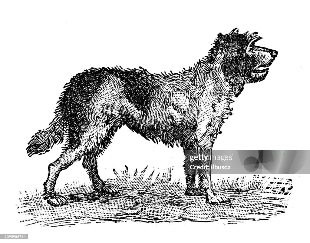 Antique old French engraving illustration: Griffon dog