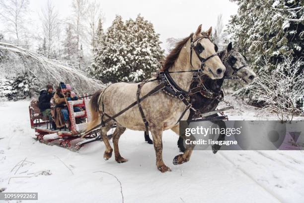 trineo de grupo multiétnico del montar a caballo - snow horses fotografías e imágenes de stock