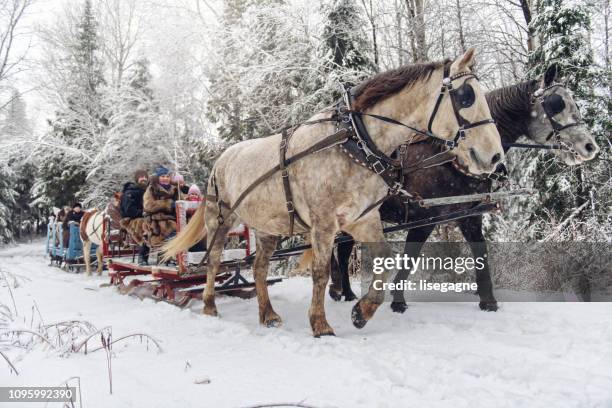 multi-ethnic group sleigh riding - all horse riding imagens e fotografias de stock