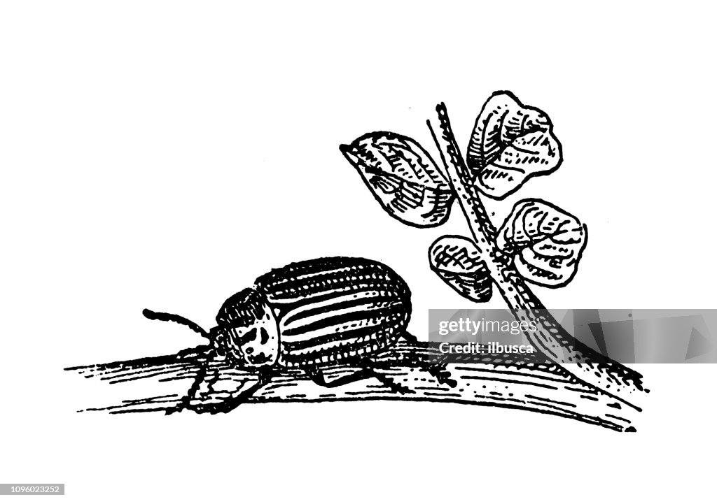 Antique old French engraving illustration: Colorado potato beetle (Leptinotarsa decemlineata)
