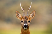 Portrait of a roe deer, capreolus capreolus, buck in summer with clear blurred background.