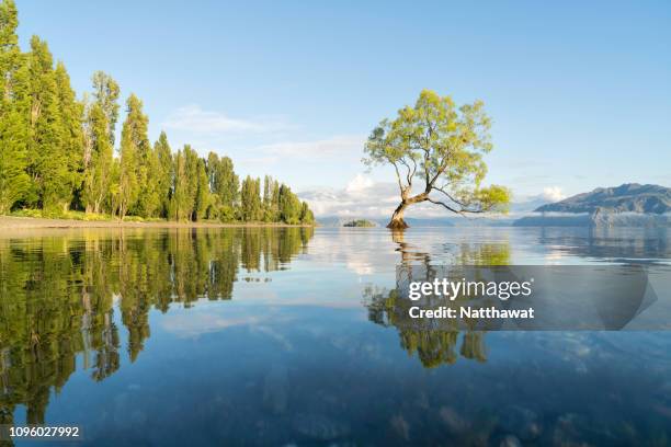 the lone tree of lake wanaka, new zealand - lago wanaka foto e immagini stock