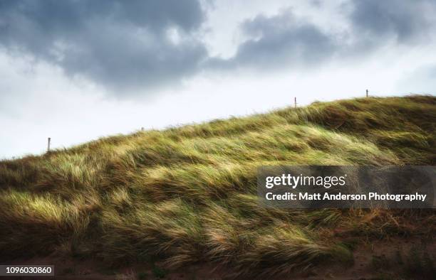 fermoyle fences and fields #3 - wind trees stock pictures, royalty-free photos & images