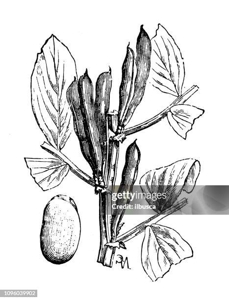 antique old french engraving illustration: gourgane fava bean - fava bean stock illustrations