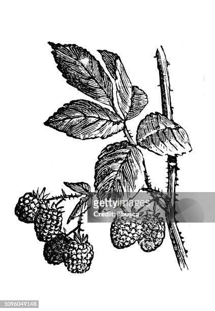 ilustrações de stock, clip art, desenhos animados e ícones de antique old french engraving illustration: raspberry - framboeseiro
