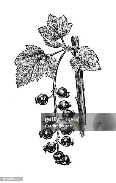 currant - redcurrant stock illustrations