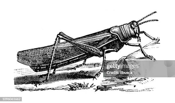 antique old french engraving illustration: insect grasshopper cricket - cricket insect stock illustrations