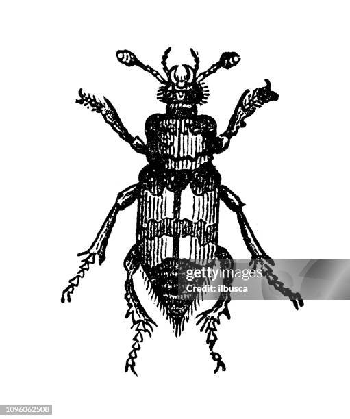 antique old french engraving illustration: insect burying beetle - burying beetle stock illustrations