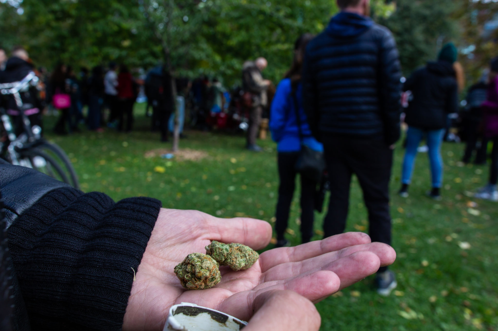 toronto cannabis shop