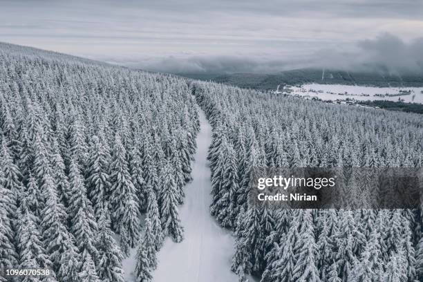 snowy winter forest with bird's eye view - eyes on path stock pictures, royalty-free photos & images