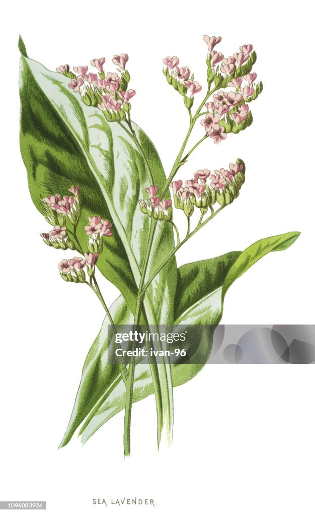 Sea lavender, statice, caspia, marsh-rosemary