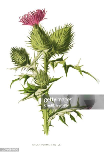 spear thistle, bull thistle, thistle - thistle stock illustrations