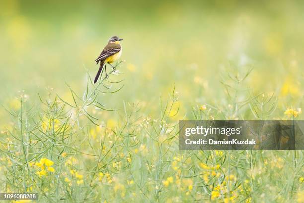 western yellow wagtail (motacilla flava) - wagtail stock pictures, royalty-free photos & images
