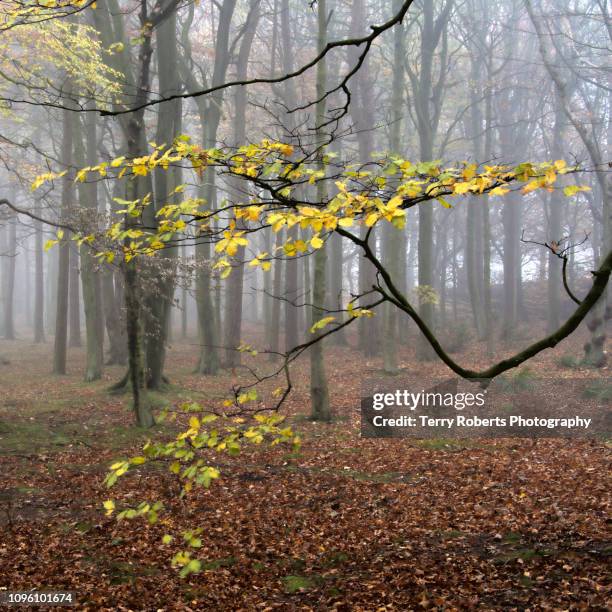 branching out - terry woods stock pictures, royalty-free photos & images