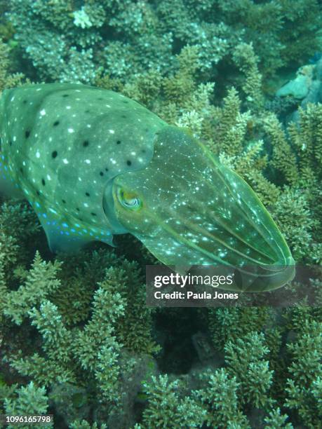 cuttlefish - agincourt reef stock pictures, royalty-free photos & images