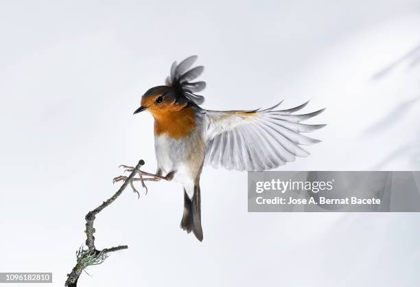 close-up of robin (erithacus rubecula), in flight on a white background. - bird photos et images de collection