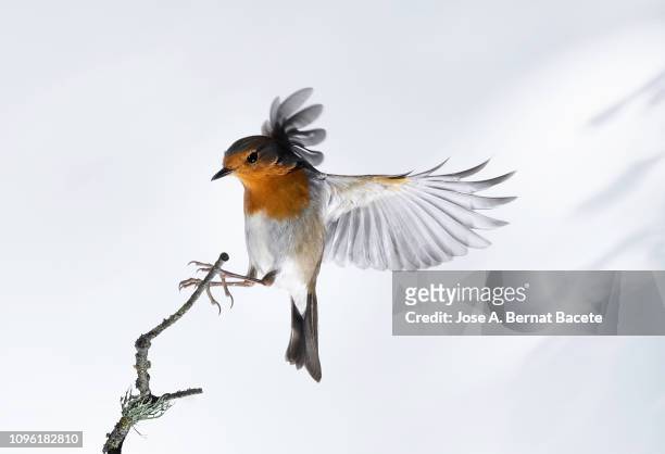 close-up of robin (erithacus rubecula), in flight on a white background. - songbird flying stock pictures, royalty-free photos & images