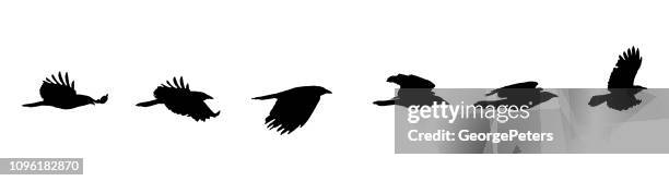 bildbanksillustrationer, clip art samt tecknat material och ikoner med sekventiell serie vektor av kråkan flyger på vit bakgrund - raven bird
