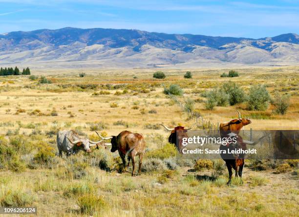 texas longhorn cattle in wyoming - texas longhorns stock pictures, royalty-free photos & images