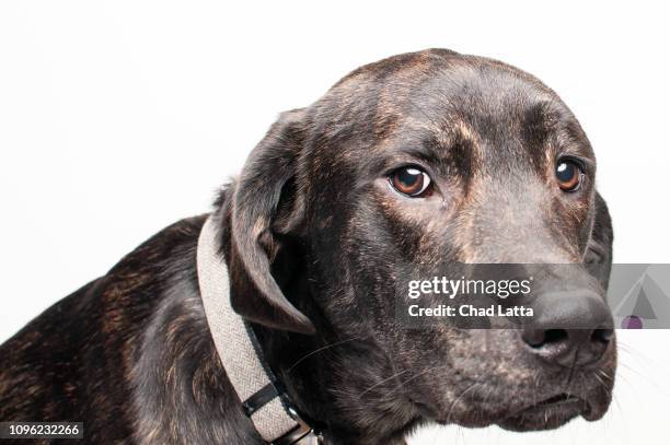 dog posing for studio shot - plott hound stock pictures, royalty-free photos & images