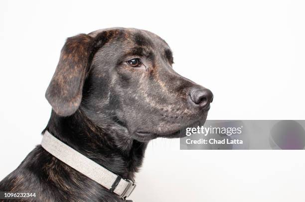 dog posing for studio shot - plott hound stock pictures, royalty-free photos & images