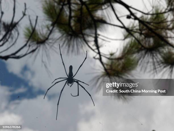 --Tai Tam Country Park-- Image shows a golden orb weaver spider, Tai Tam country park, Hong Kong on July 05, 2016. 05JUL16 [FEATURES] PHOTO Martin...