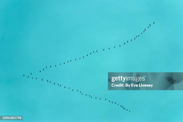 seagulls flying - following arrows stock pictures, royalty-free photos & images