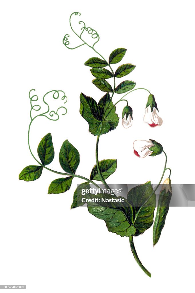 Pisello (Pisum sativum)