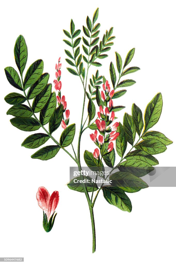 Zoethout of zoethout is de wortel van Glycyrrhiza glabra