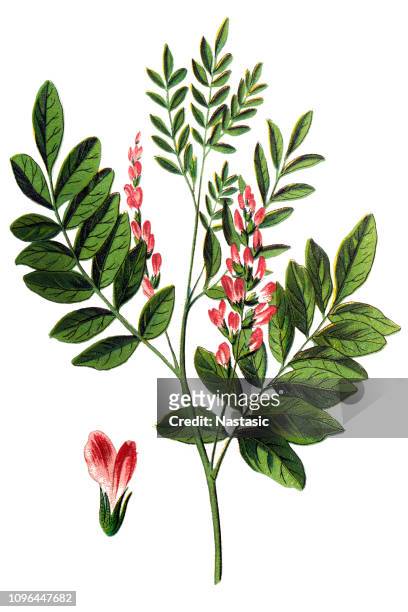 liquorice or licorice is the root of glycyrrhiza glabra - licorice flower stock illustrations