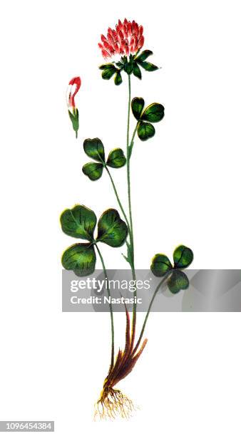 trifolium pratense, the red clover - clover sprouts stock illustrations