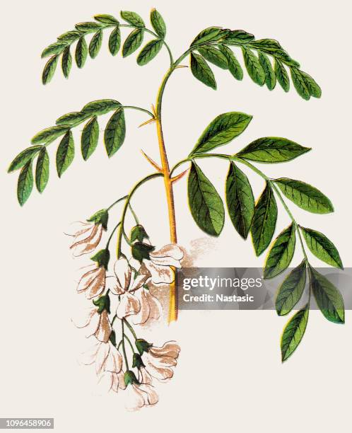 robinia pseudoacacia, commonly known in its native territory as black locust - robinia stock illustrations