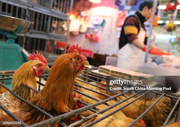 Poultry vendor selling live chickens at wet market in Kowloon City. 30DEC16 SCMP / Dickson Lee