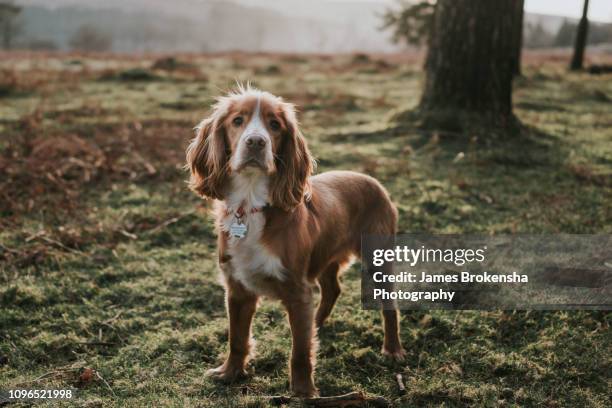 cocker spaniel - cocker fotografías e imágenes de stock