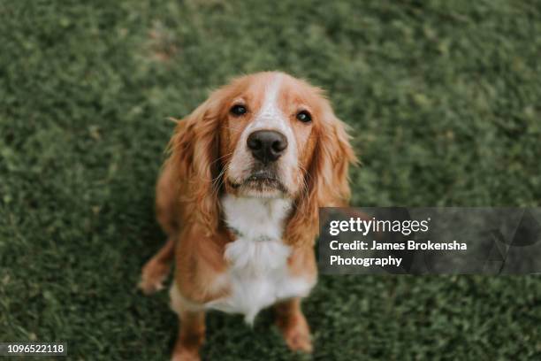 cocker spaniel - cocker spaniel stock pictures, royalty-free photos & images