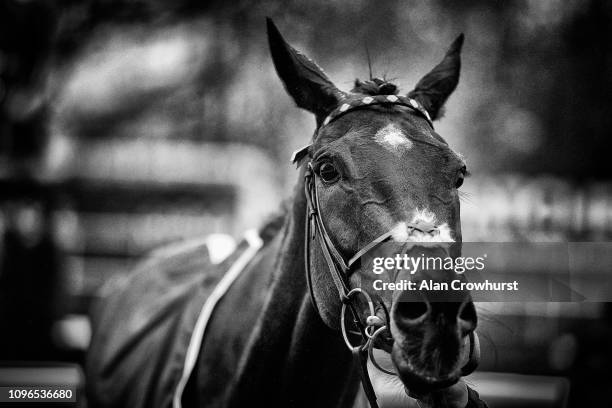 Altior after winning The Matchbook Clarence House Chase at Ascot Racecourse on January 19, 2019 in Ascot, England.