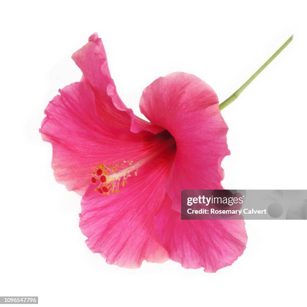 lovely pink hibiscus flower on in white square. - ハイビスカス ストックフォトと画像