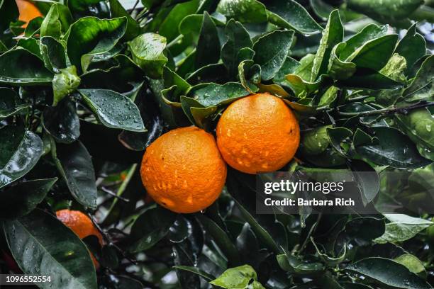 ripe california navel oranges wet from recent rain and ready for harvest - ネーブルオレンジ ストックフォトと画像