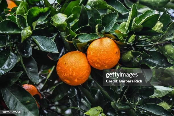 ripe california navel oranges wet from recent rain and ready for harvest - navel orange stockfoto's en -beelden