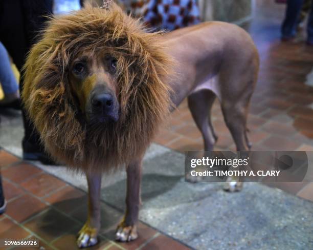 Rhodesian Ridgeback with a Lion Costume during the 10th Annual Meet the Breeds event as the The American Kennel Club and Westminster Kennel Club...
