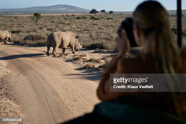 couple on safari trip with tour guide, taking pictures of rhinos out of 4x4 vehicle - safari animals stock photos et images de collection