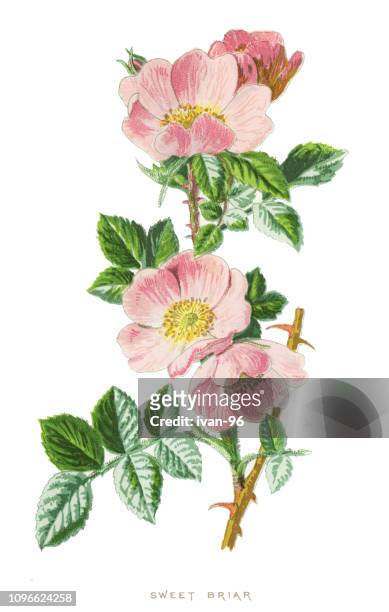 rosa rubiginosa, sweet briar, sweetbriar rose, sweet brier, eglantine - rosa eglanteria stock illustrations