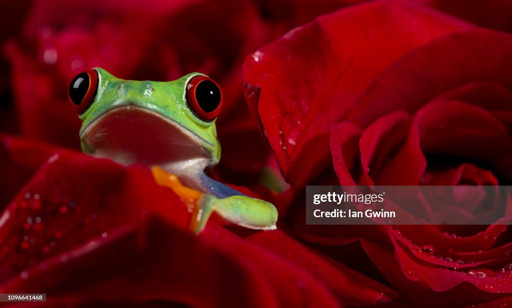 Frog in Red Roses