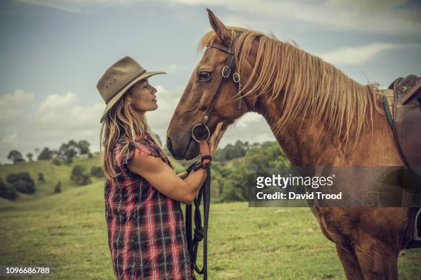 australian woman on stock horse. - horse family stock pictures, royalty-free photos & images