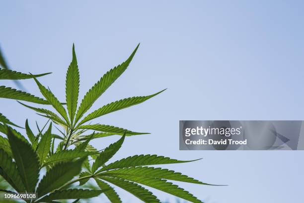cannabis plant - hemp agriculture stock-fotos und bilder